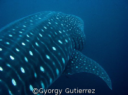 Whale Shark
Darwin - Galapagos by Gyorgy Gutierrez 